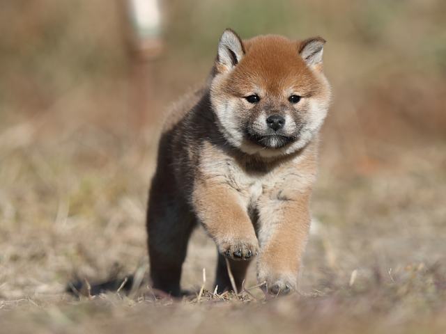 AI5I7234-puppy AI5I7234-puppy