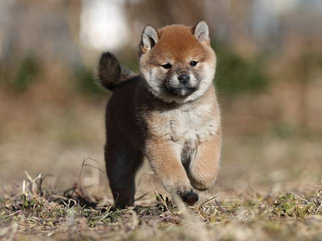 AI5I7253-puppy AI5I7253-puppy