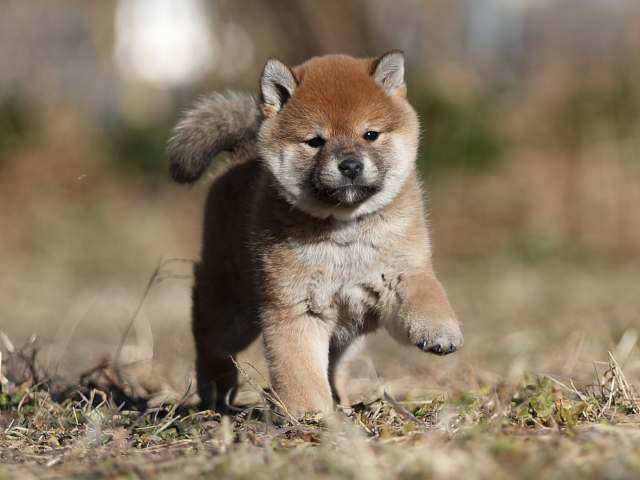 AI5I7254-puppy AI5I7254-puppy