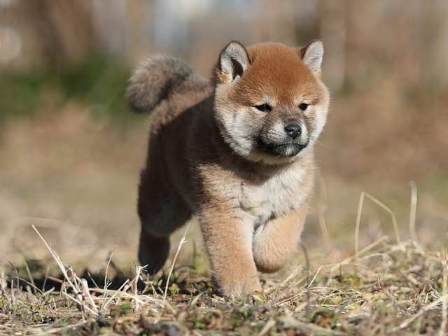 AI5I7262-puppy AI5I7262-puppy