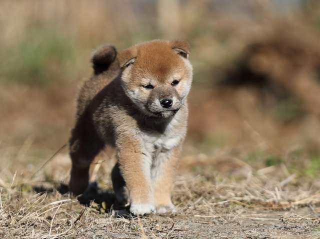 AI5I7383-puppy AI5I7383-puppy