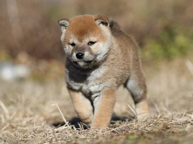 AI5I7412-puppy AI5I7412-puppy