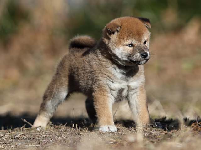 AI5I7440-puppy AI5I7440-puppy