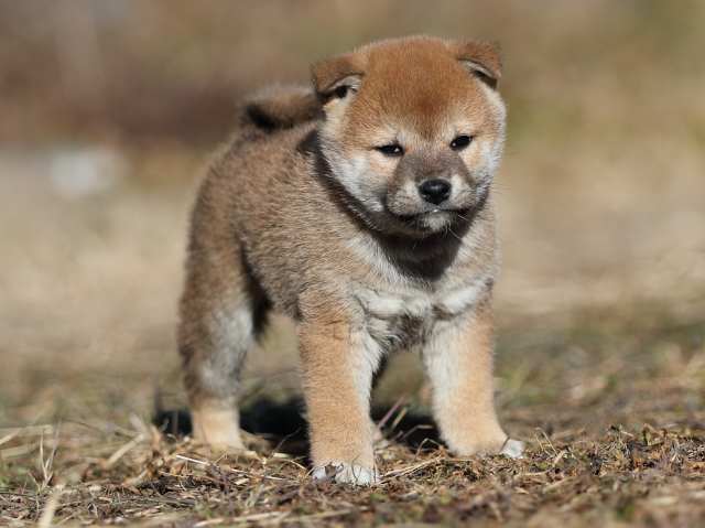 AI5I7558-puppy AI5I7558-puppy