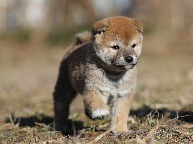 AI5I7639-puppy AI5I7639-puppy