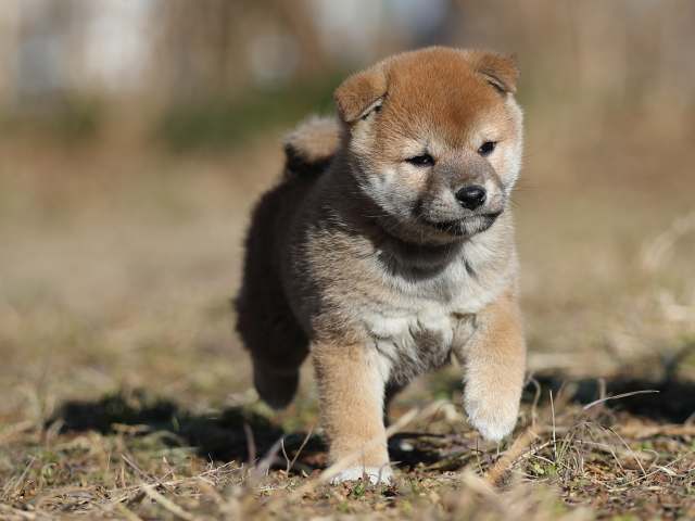 AI5I7641-puppy AI5I7641-puppy