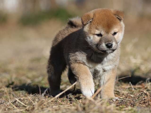 AI5I7644-puppy AI5I7644-puppy