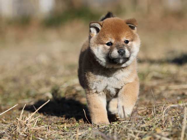 AI5I7716-puppy AI5I7716-puppy