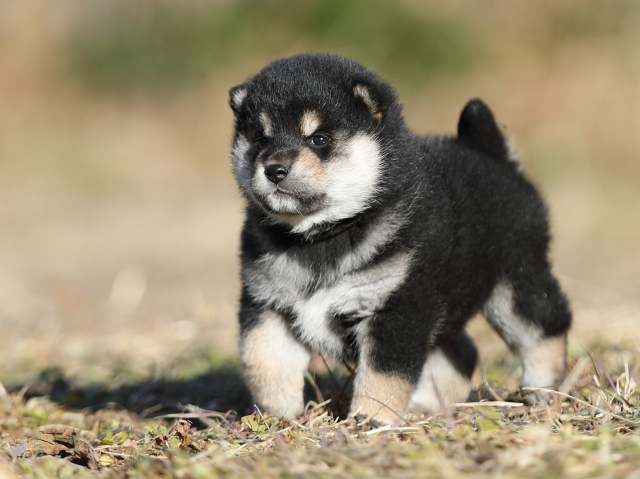 AI5I7874-puppy AI5I7874-puppy