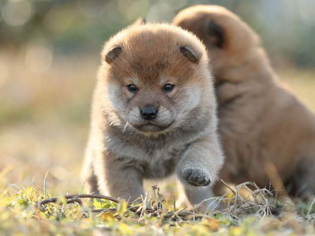 AI5I7882-puppy AI5I7882-puppy