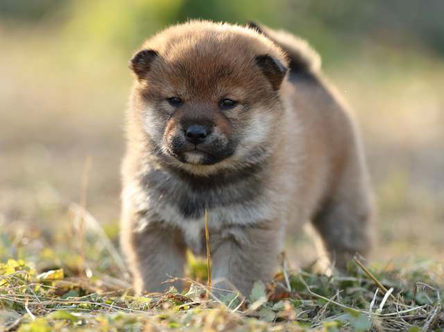 AI5I7911-puppy AI5I7911-puppy