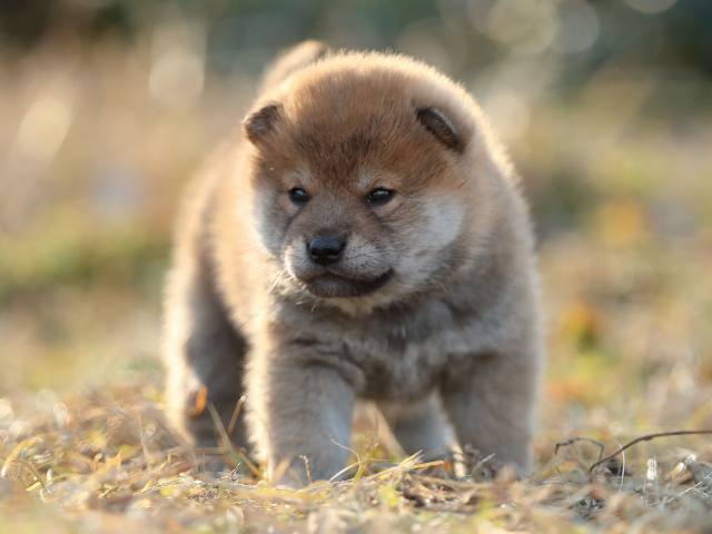 AI5I7917-puppy AI5I7917-puppy