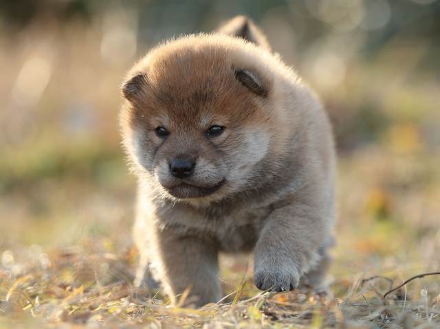 AI5I7921-puppy AI5I7921-puppy