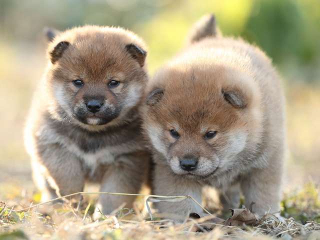 AI5I7930-puppy AI5I7930-puppy