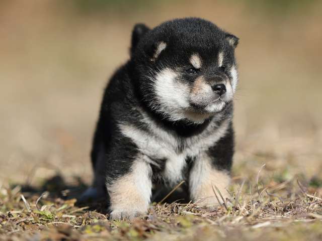 AI5I7932-puppy AI5I7932-puppy
