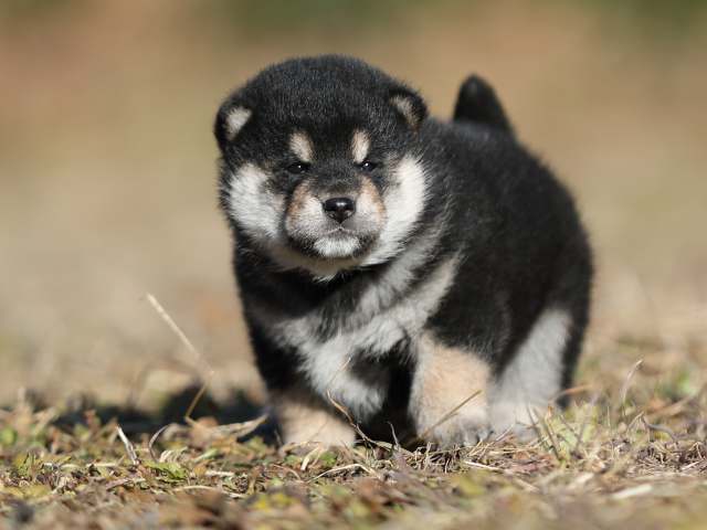 AI5I7933-puppy AI5I7933-puppy