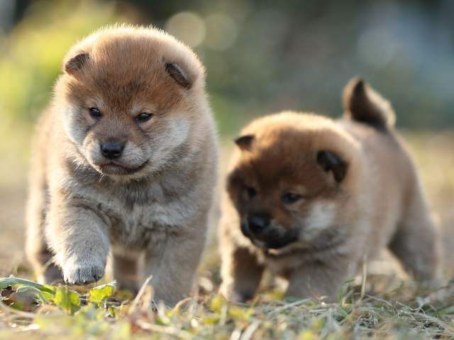 AI5I7974-puppy AI5I7974-puppy
