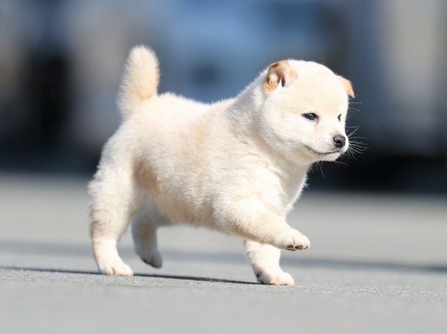 AI5I7983-puppy AI5I7983-puppy