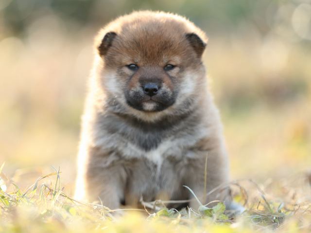 AI5I7990-puppy AI5I7990-puppy