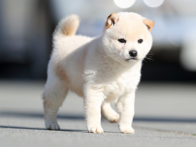 AI5I7992-puppy AI5I7992-puppy