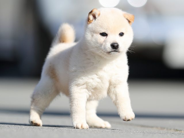 AI5I7993-puppy AI5I7993-puppy