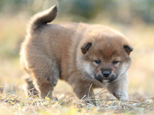 AI5I8017-puppy AI5I8017-puppy