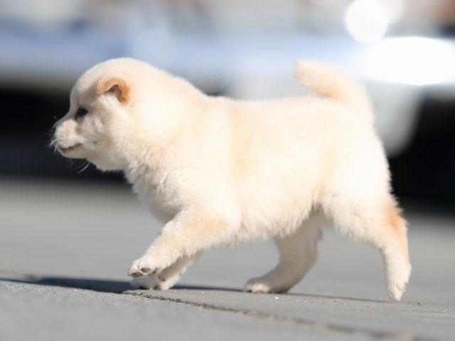 AI5I8026-puppy AI5I8026-puppy