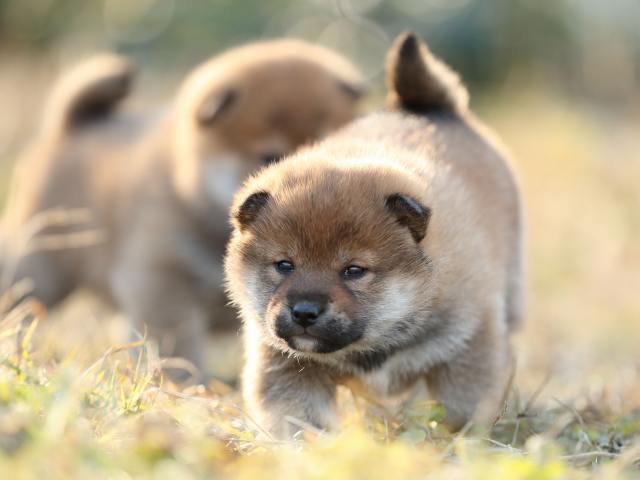AI5I8027-puppy AI5I8027-puppy