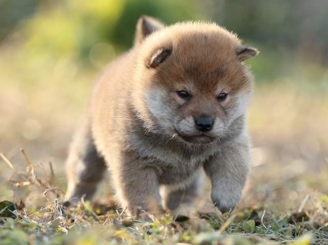 AI5I8036-puppy AI5I8036-puppy