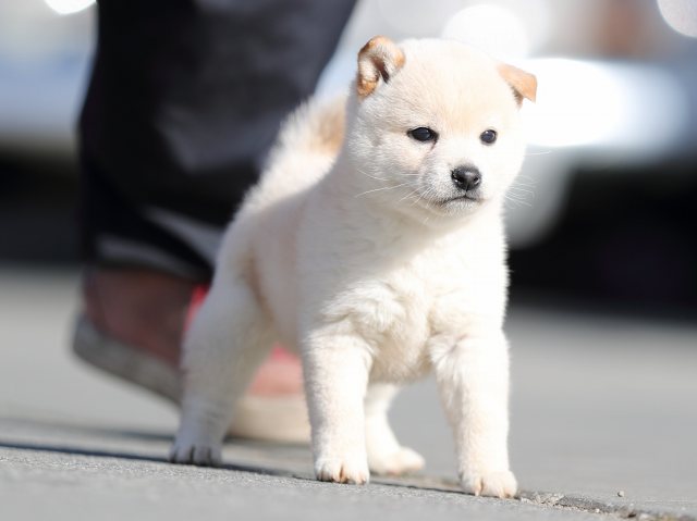 AI5I8047-puppy AI5I8047-puppy