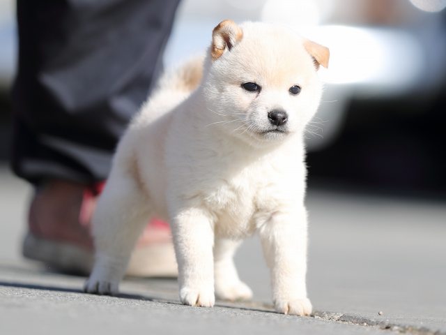 AI5I8048-puppy AI5I8048-puppy