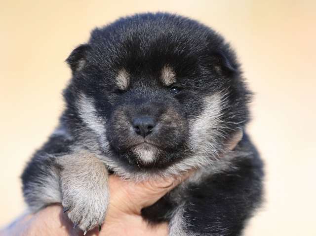 AI5I8107-puppy AI5I8107-puppy