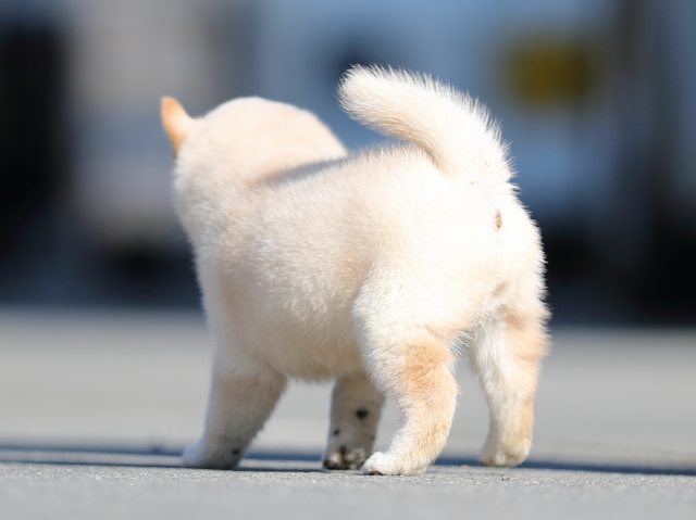 AI5I8108-puppy AI5I8108-puppy