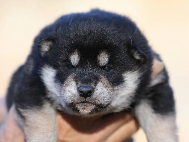 AI5I8116-puppy AI5I8116-puppy