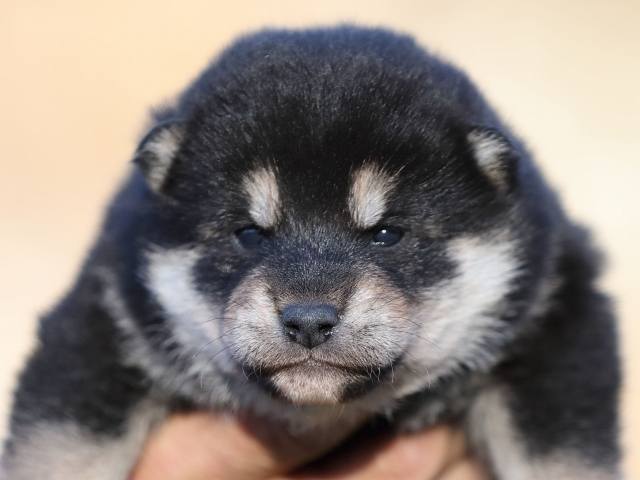 AI5I8127-puppy AI5I8127-puppy
