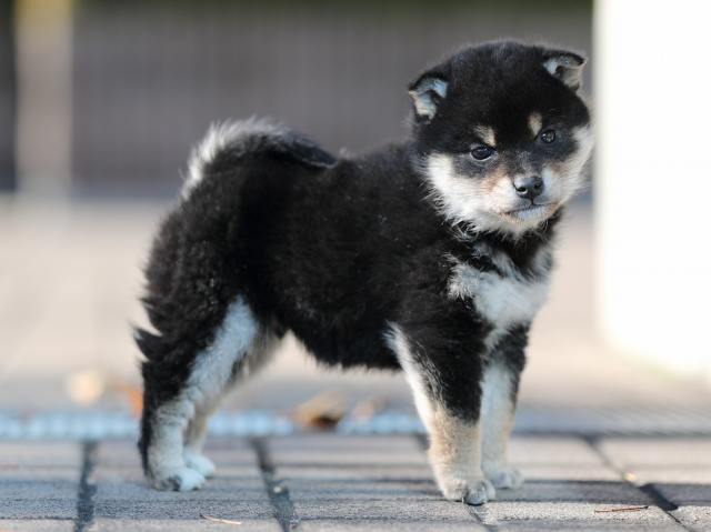 AI5I8151-puppy AI5I8151-puppy