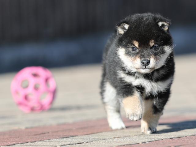 AI5I8198-puppy AI5I8198-puppy
