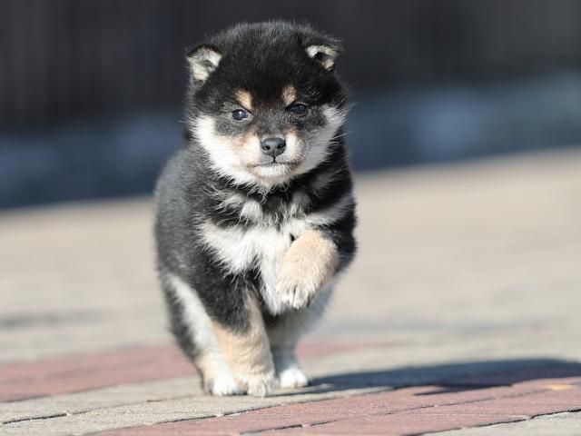 AI5I8200-puppy AI5I8200-puppy