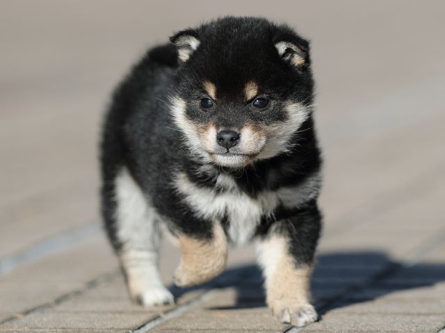 AI5I8223-puppy AI5I8223-puppy