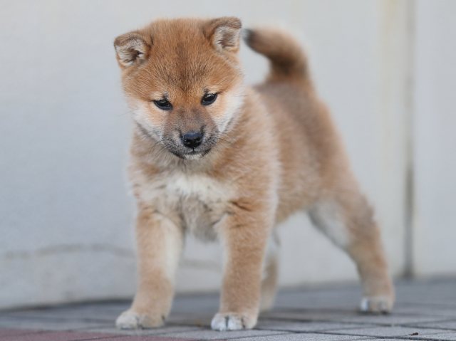 AI5I8269-puppy AI5I8269-puppy