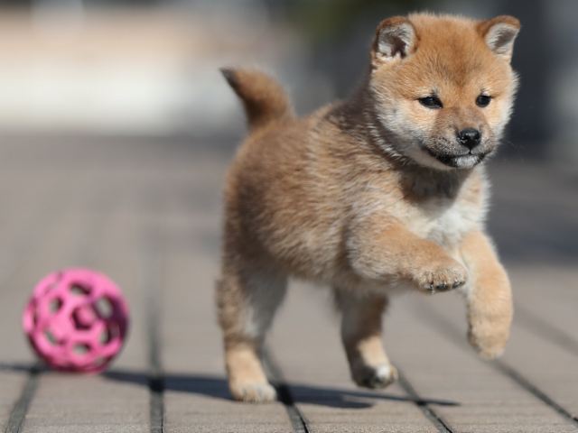 AI5I8310-puppy AI5I8310-puppy