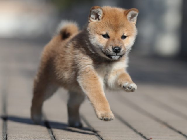 AI5I8311-puppy AI5I8311-puppy