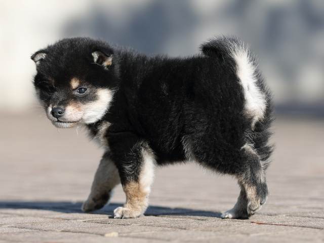AI5I8319-puppy AI5I8319-puppy