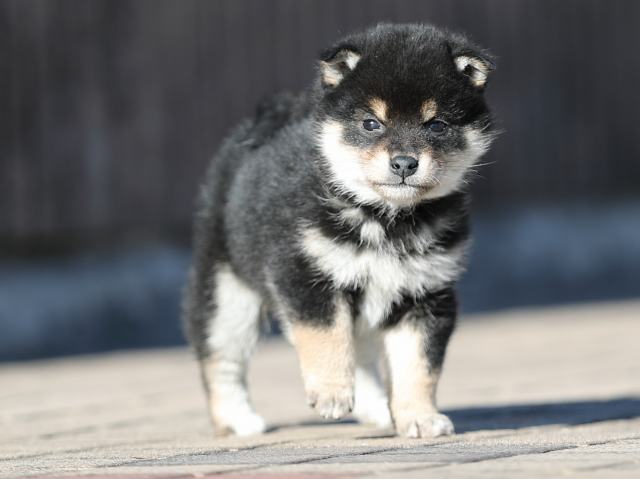 AI5I8332-puppy AI5I8332-puppy