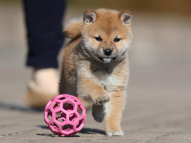 AI5I8339-puppy AI5I8339-puppy