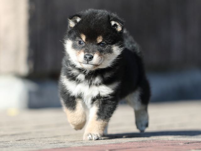 AI5I8341-puppy AI5I8341-puppy