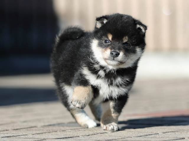 AI5I8357-puppy AI5I8357-puppy