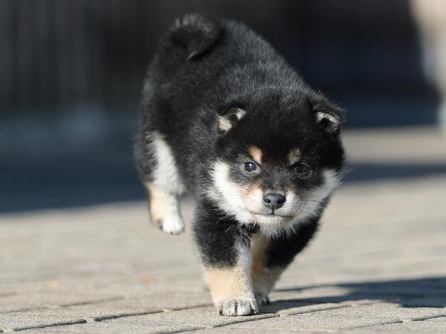 AI5I8376-puppy AI5I8376-puppy