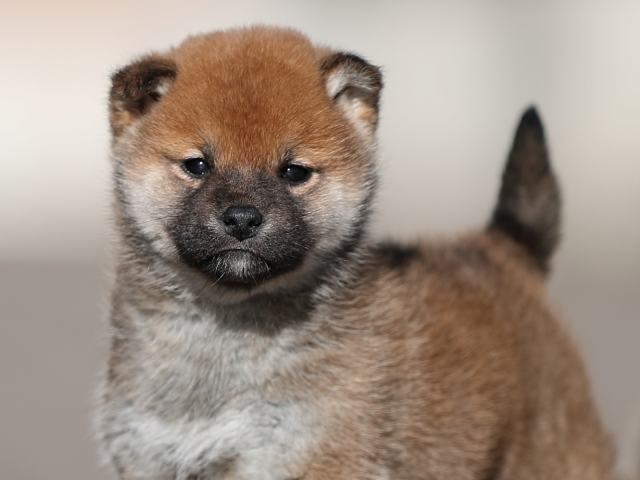 AI5I8405-puppy AI5I8405-puppy