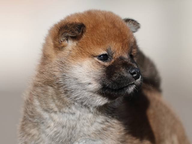AI5I8410-puppy AI5I8410-puppy